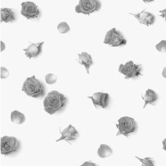 SINFONIA di rose grigio